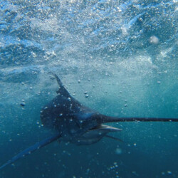 Bertram 37 Macaronesia Lanzarote 4