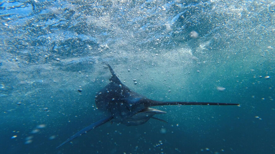 Bertram 37 Macaronesia Lanzarote 4
