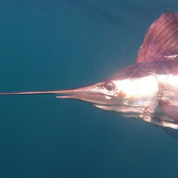 Bertram 37 Macaronesia Lanzarote 5