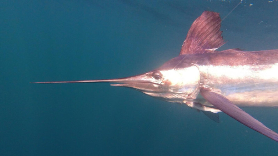 Bertram 37 Macaronesia Lanzarote 5