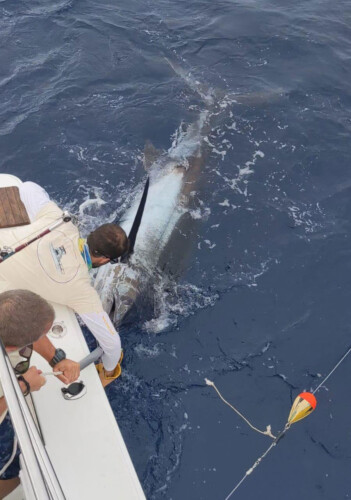 Bertram 37 Macaronesia Lanzarote 9